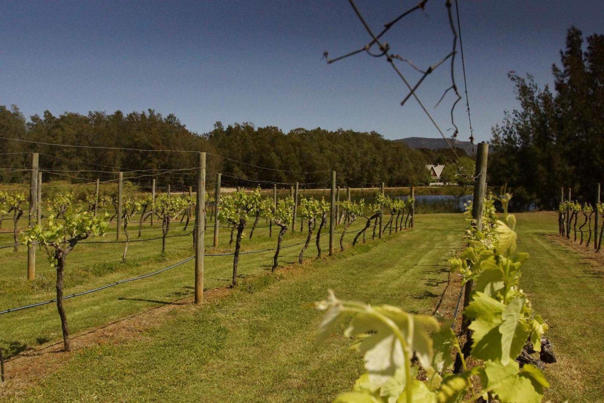 The Carriages Boutique Hotel And Vineyard Pokolbin Esterno foto