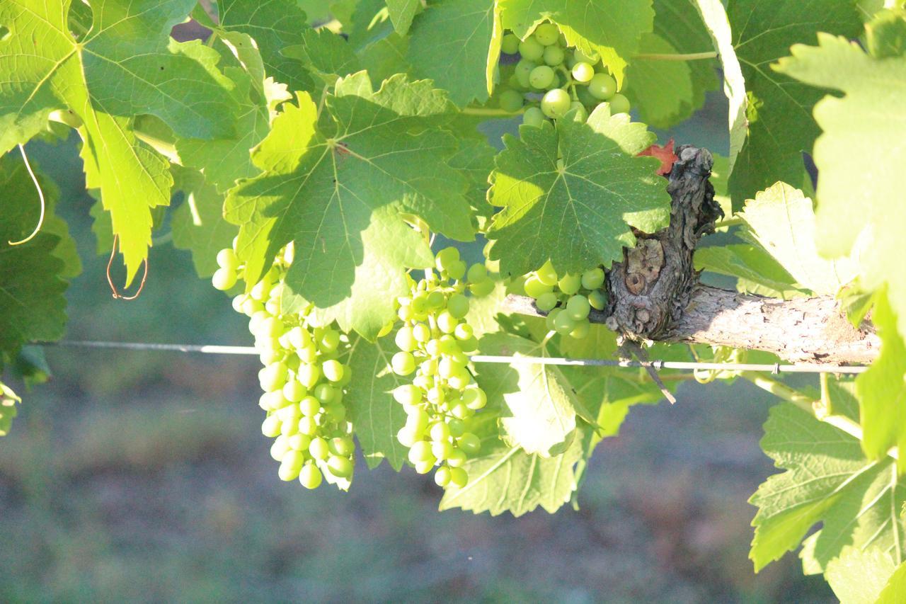 The Carriages Boutique Hotel And Vineyard Pokolbin Esterno foto